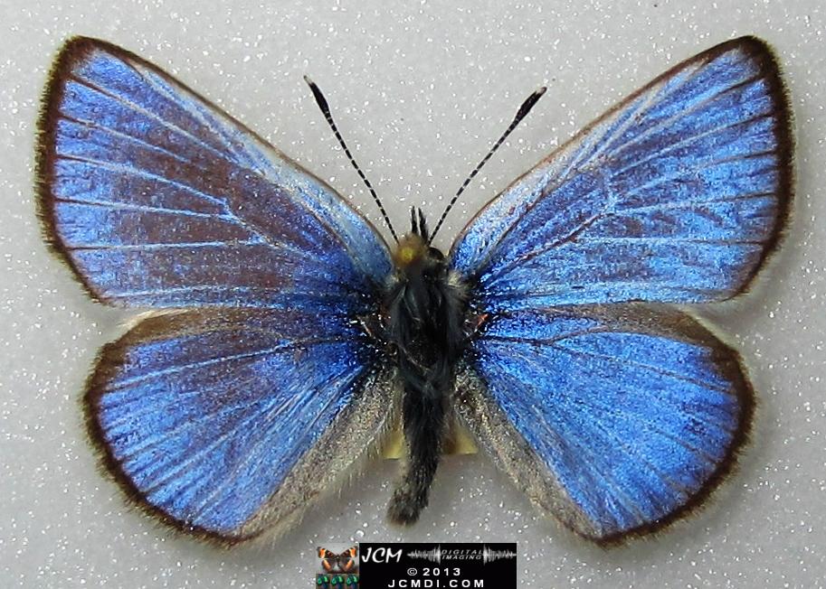 Glaucopsyche lygdamus australis (Southern Blue Butterfly)